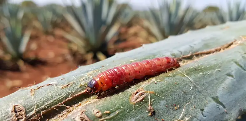 Close-up of a red maguey worm (Comadia redtenbacheri) on an agave leaf for salt.
