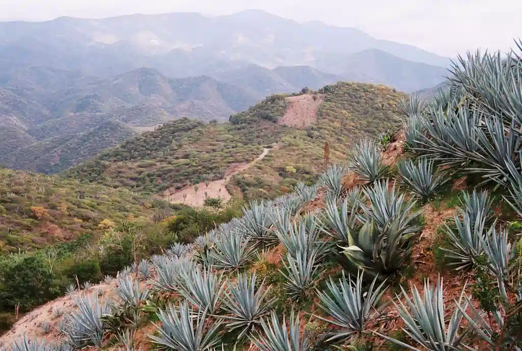 Agave Plant: what is mezcal made from