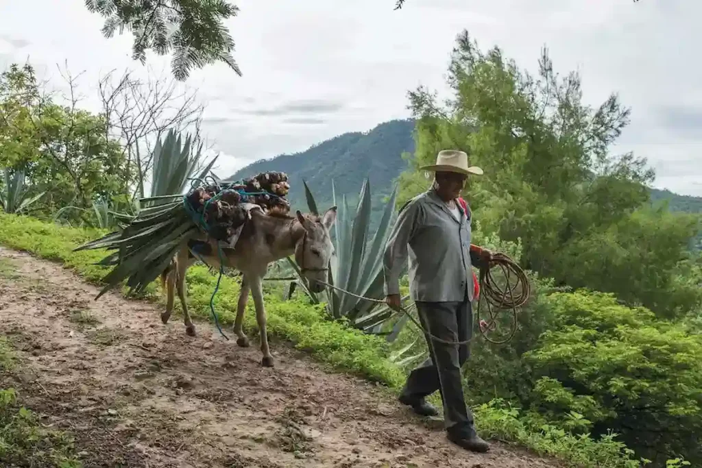 Historia y origen del Mezcal