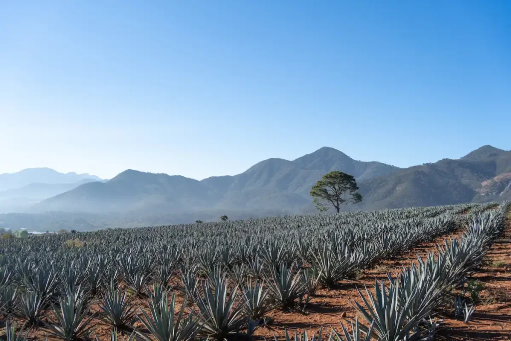 ¿El Mezcal contiene gluten?