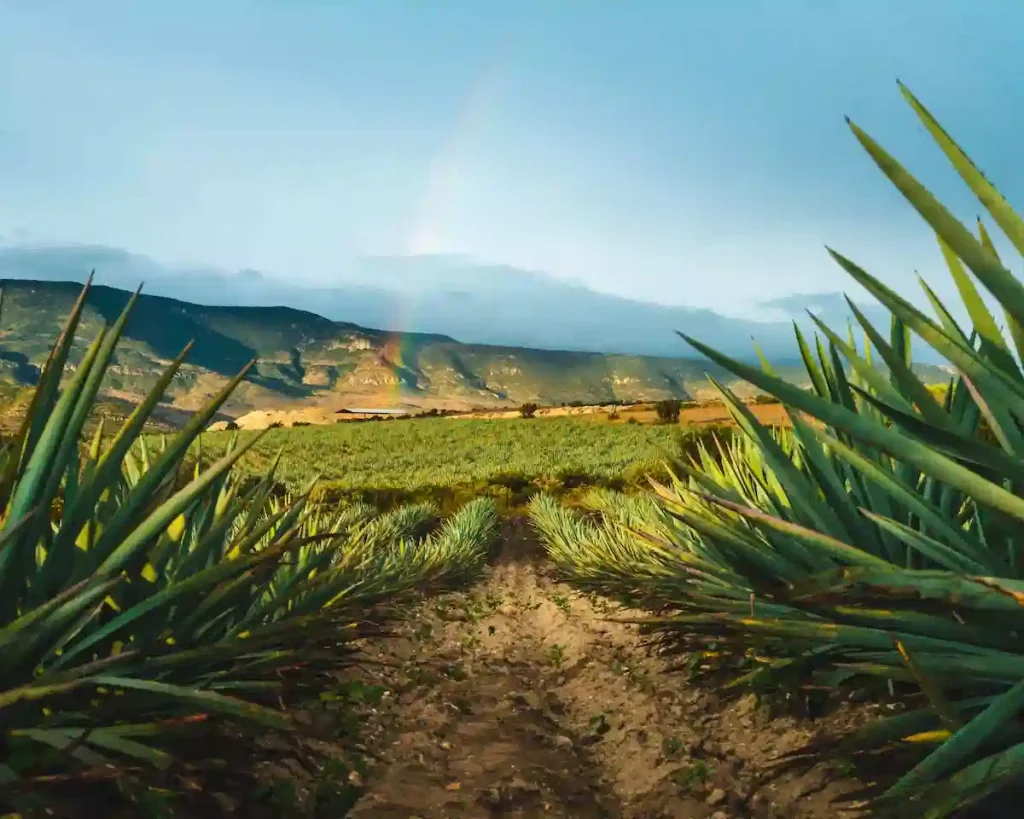 Mezcal: ¿Dónde se elabora?