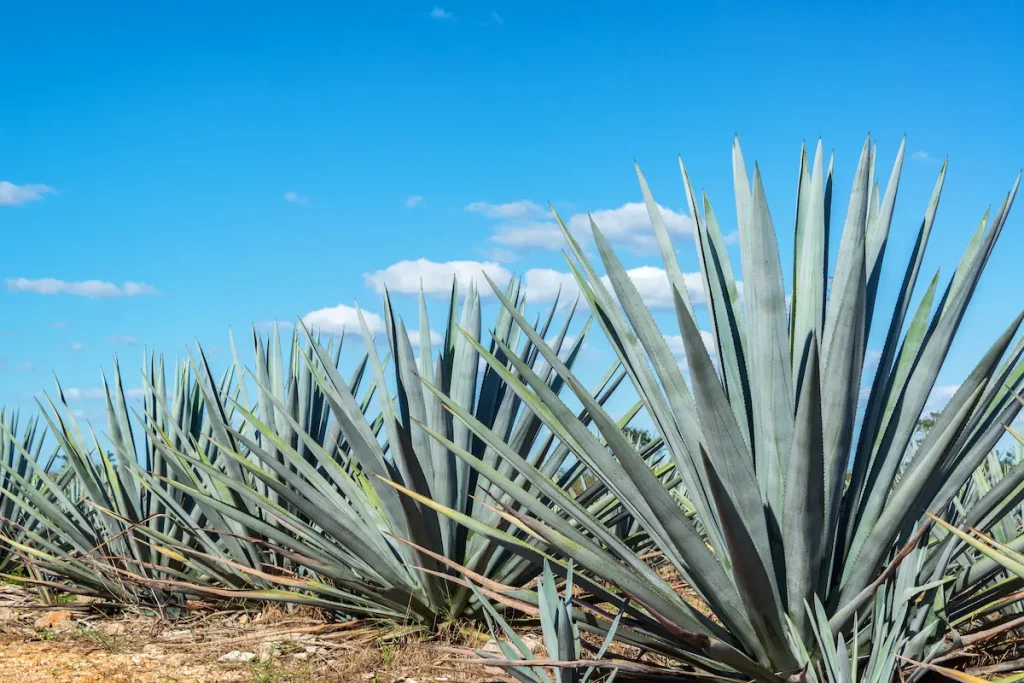 Todo Lo Que Necesitas Saber Sobre el Agave Americano