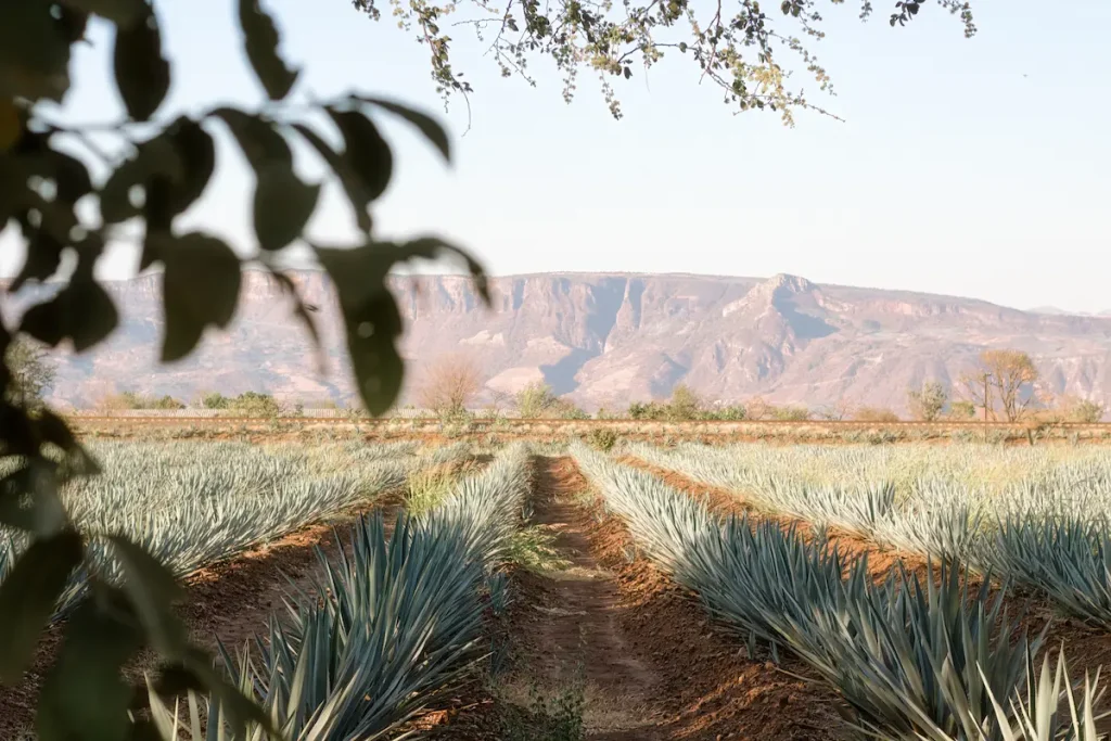 Tepeztate (Agave Marmorata): Una Guía Completa