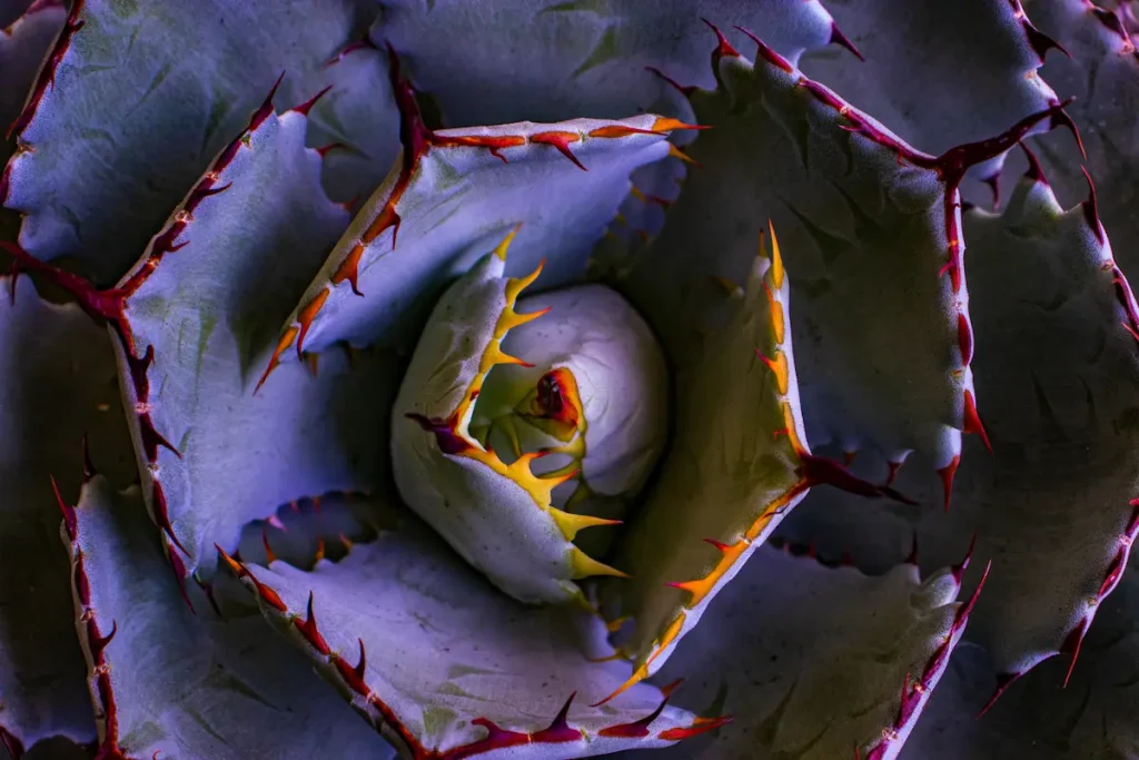 Explorando el Mundo del Agave Potatorum o Agave Tobalá