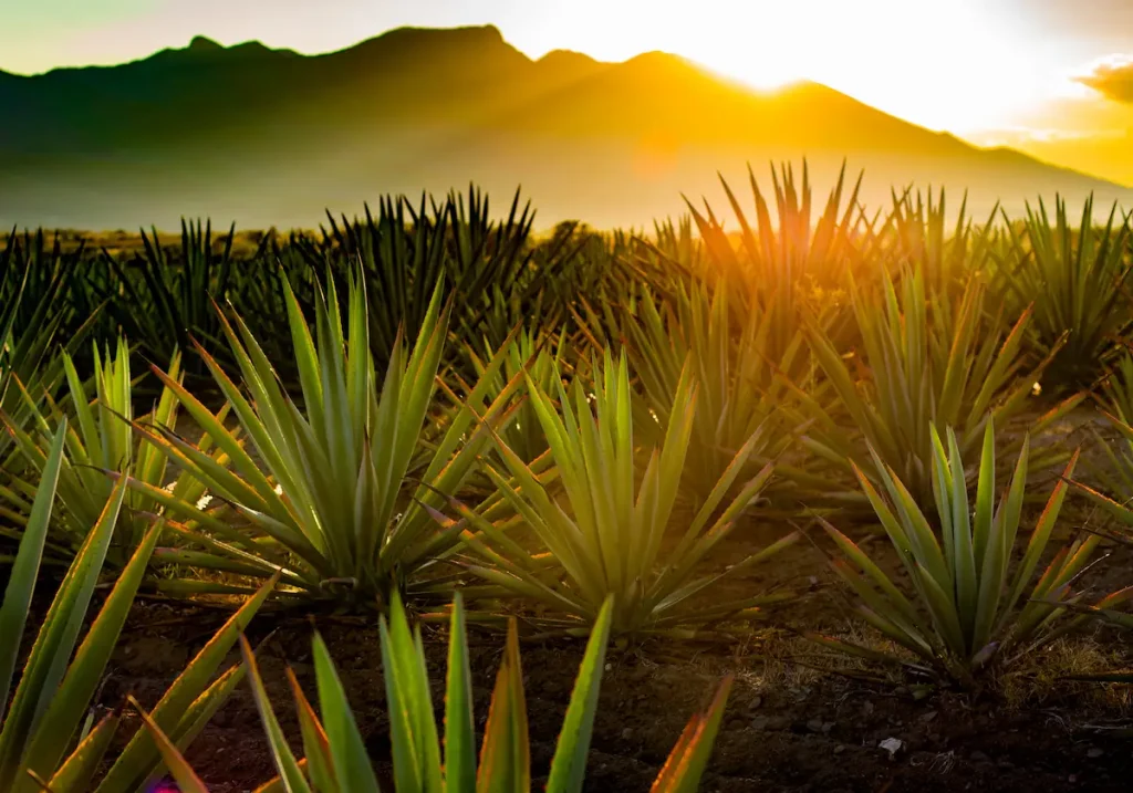 Todo lo que debe saber sobre el Agave Barril