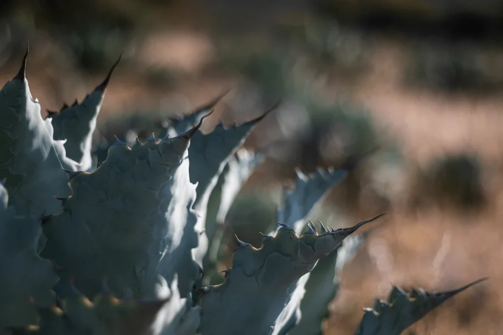 Descubra el singular Agave Cupreata (Agave Papalome)