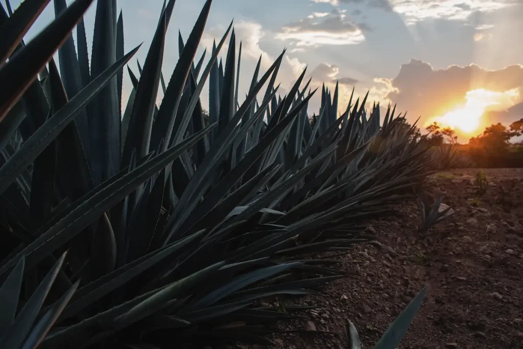 Mezcal vs tequila: ¿Cuál es la diferencia?