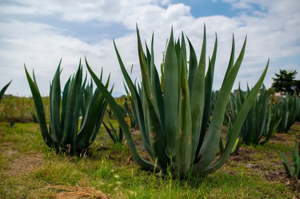Agave Jabalí: Un Agave Salvaje y Peculiar