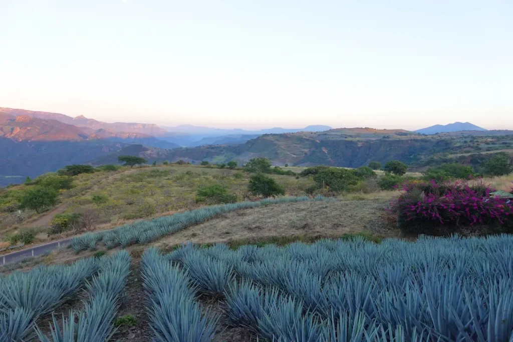 Agave Azul: Qué Es y Para Qué se Usa