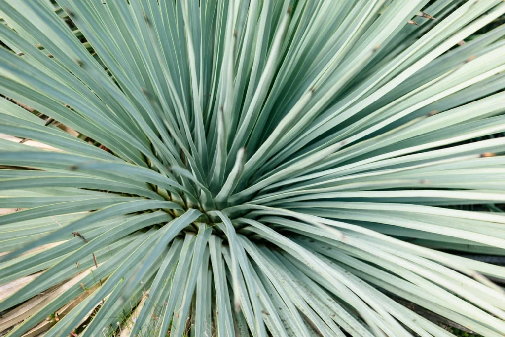 ¿Qué es el Agave Madrecuixe y Cómo se Usa en el Mezcal?
