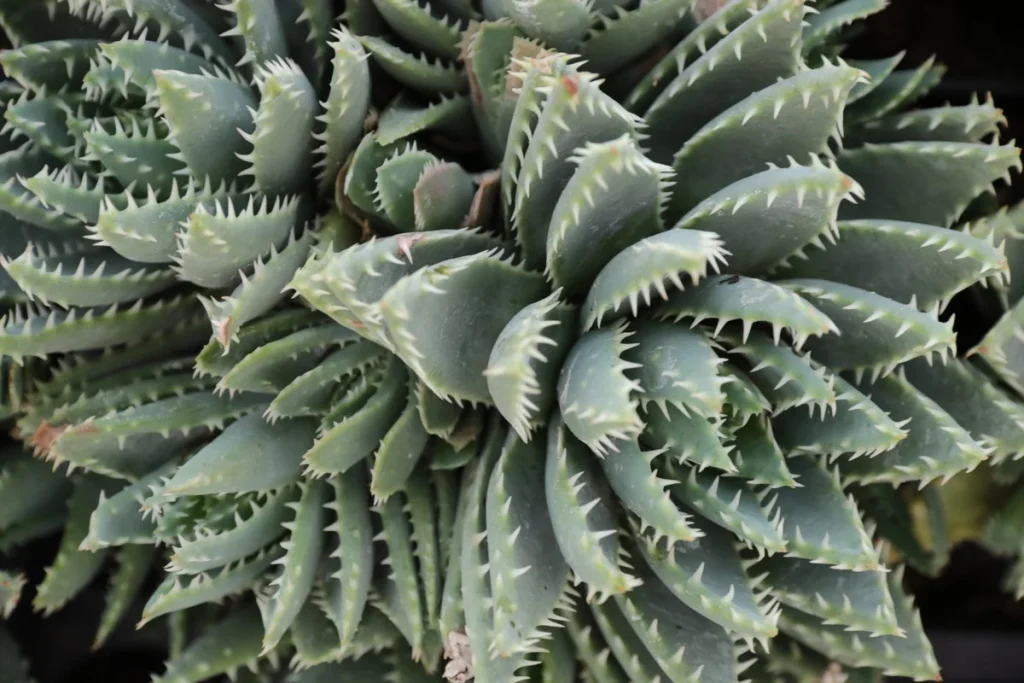 ¿Qué es el Agave Papalote y por qué es especial?