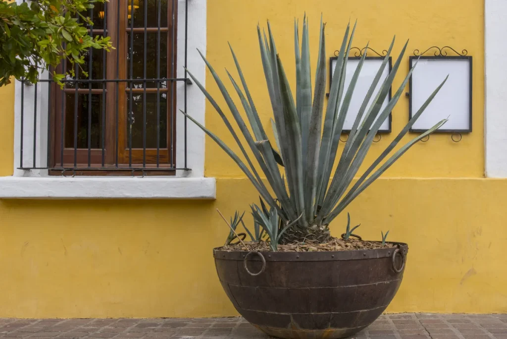 Cómo Cultivar Agave: Guía Completa