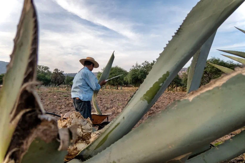 ¿Qué es el Agave Desmettiana y por qué es importante para el mezcal?