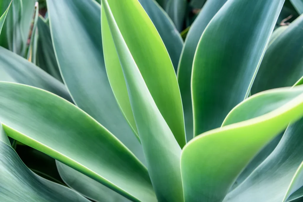 What Is Foxtail Agave and Why It Matters in Mezcal