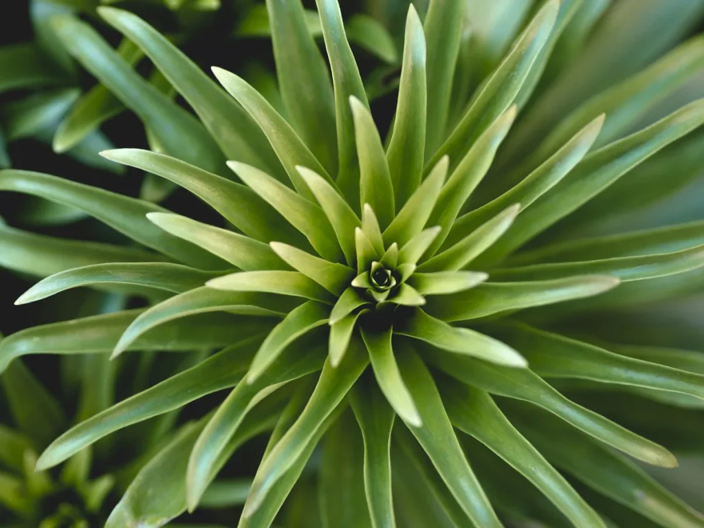 Tipos de Plantas de Agave Usadas en el Mezcal