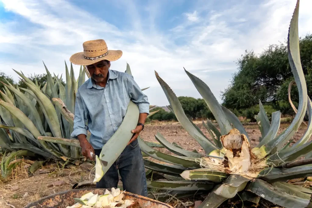 Meaning of Mezcal: Definition, Origin and Artisanal Heritage