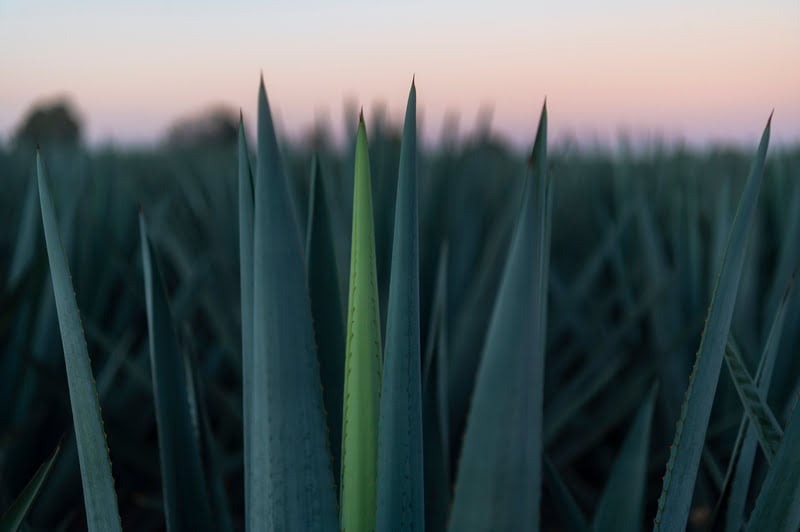 sustainability and mezcal