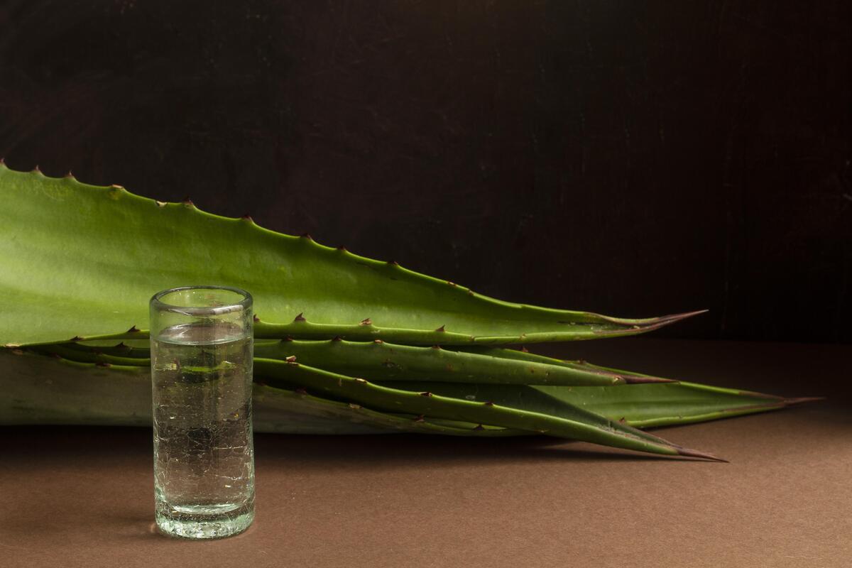 sustainable mezcal