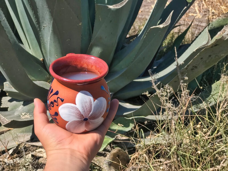 Traditional jĂcara mezcal cup held by hand, used as a rustic mezcal drinking vessel, with agave plants in the background.