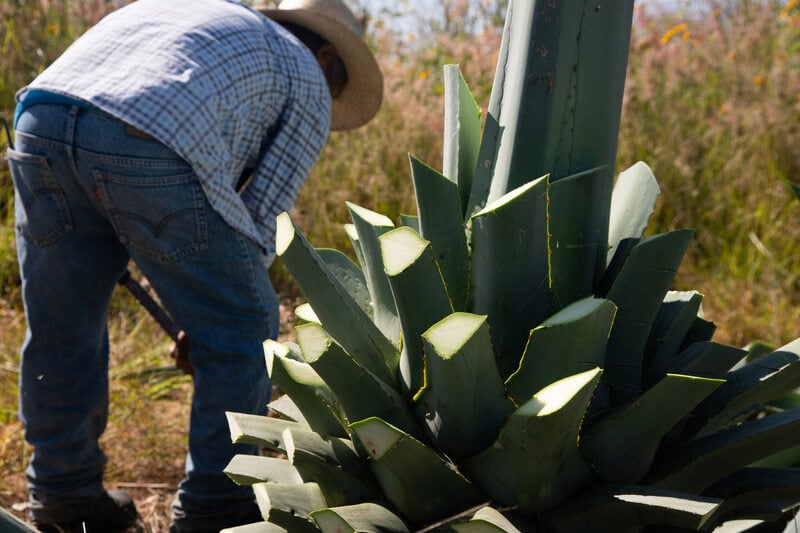 Jima del agave espadín para la producción de mezcal artesanal en Oaxaca