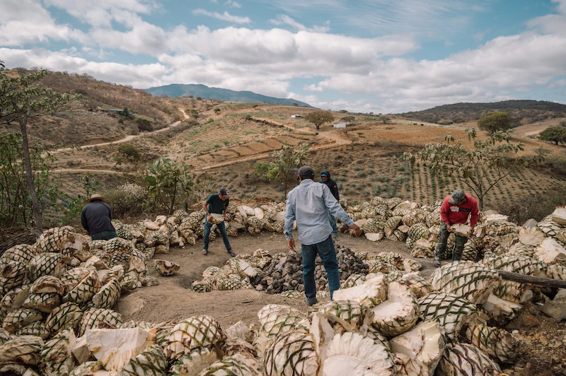 Cosecha de piñas de agave para la producción de mezcal en Las Milpas Agricultores acomodando piñas de agave cortadas alrededor de un horno de piedra al aire libre en un paisaje montañoso rural.