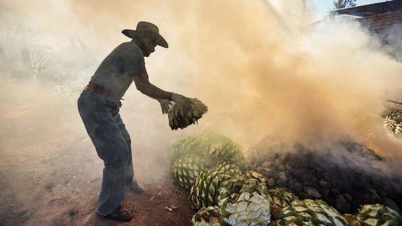 Traditional Cooking Process of Agave Piñas for Mezcal Silhouette of a farmer wearing a hat loading an agave piña into a smoking underground stone pit oven.