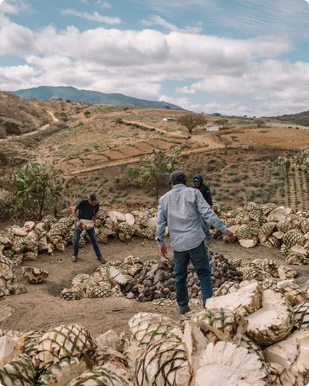 Harvesting agave on a Oaxacan hillside