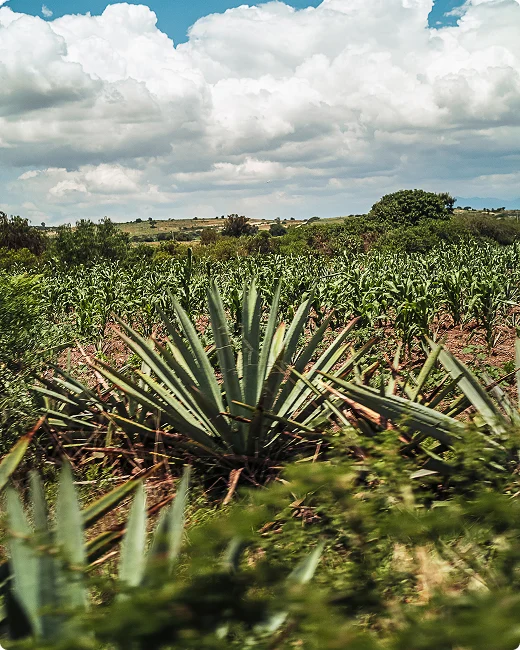 Rows of agave in a mountain field