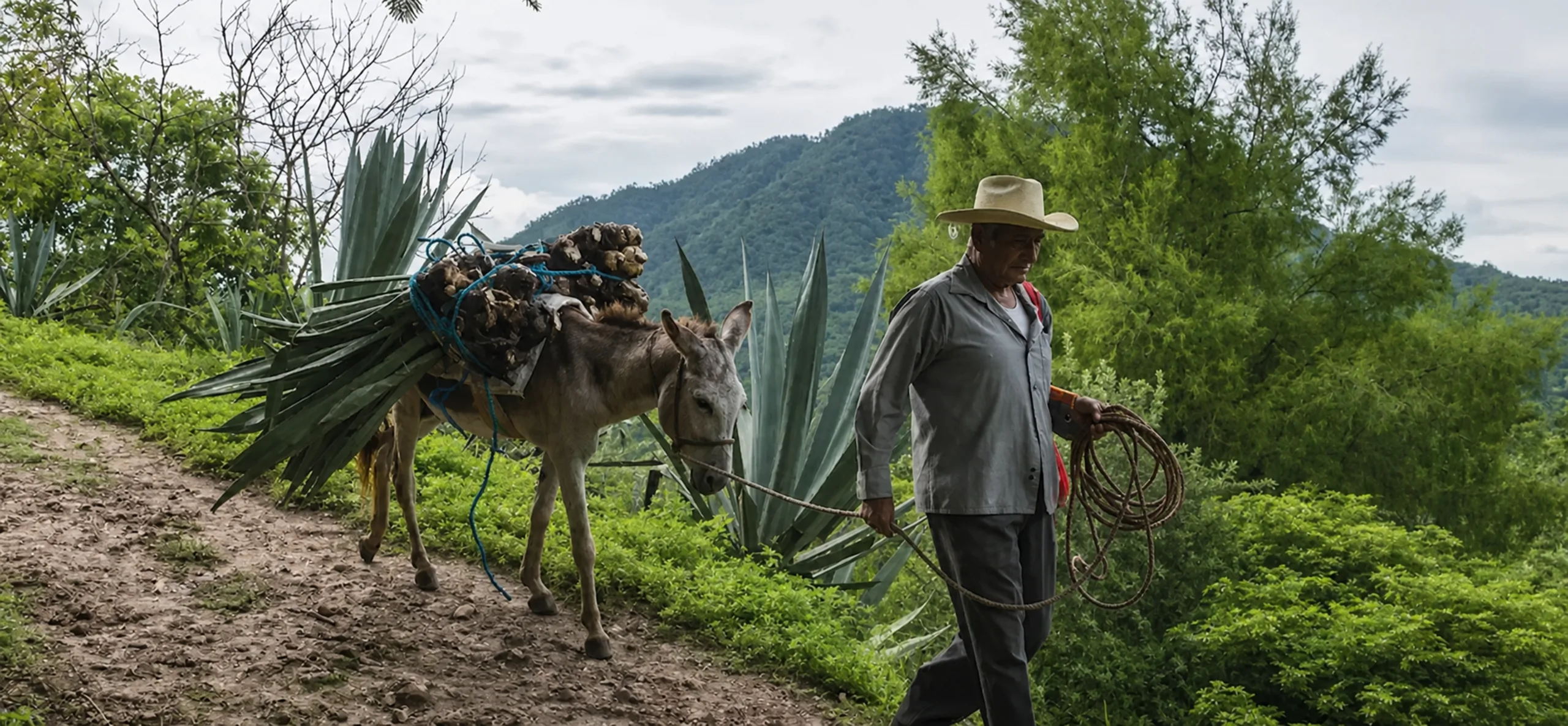 A farmer leads a donkey loaded with cut agave along a dirt road in the mountains of Oaxaca