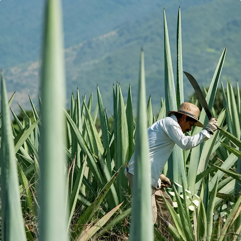 A jimador in a straw hat cuts agave leaves with a machete in a sunlit agave field