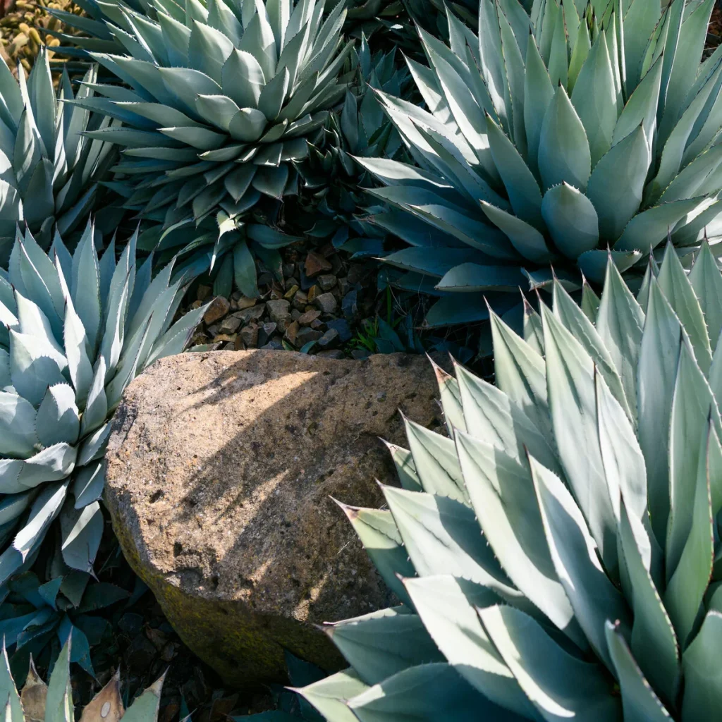 Roasted Agave: How It’s made, sweet taste and “Roasting pit”