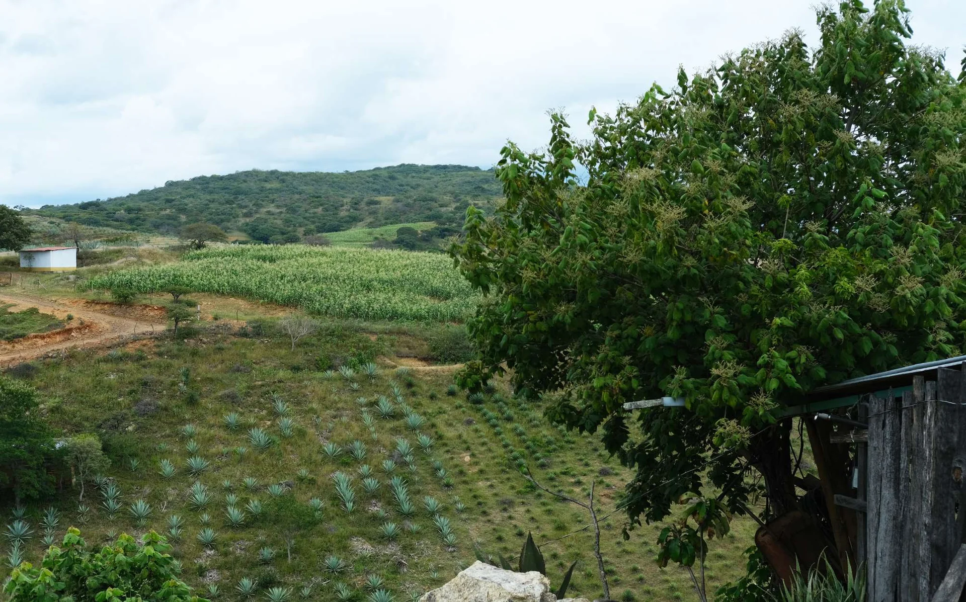 Las Milpas