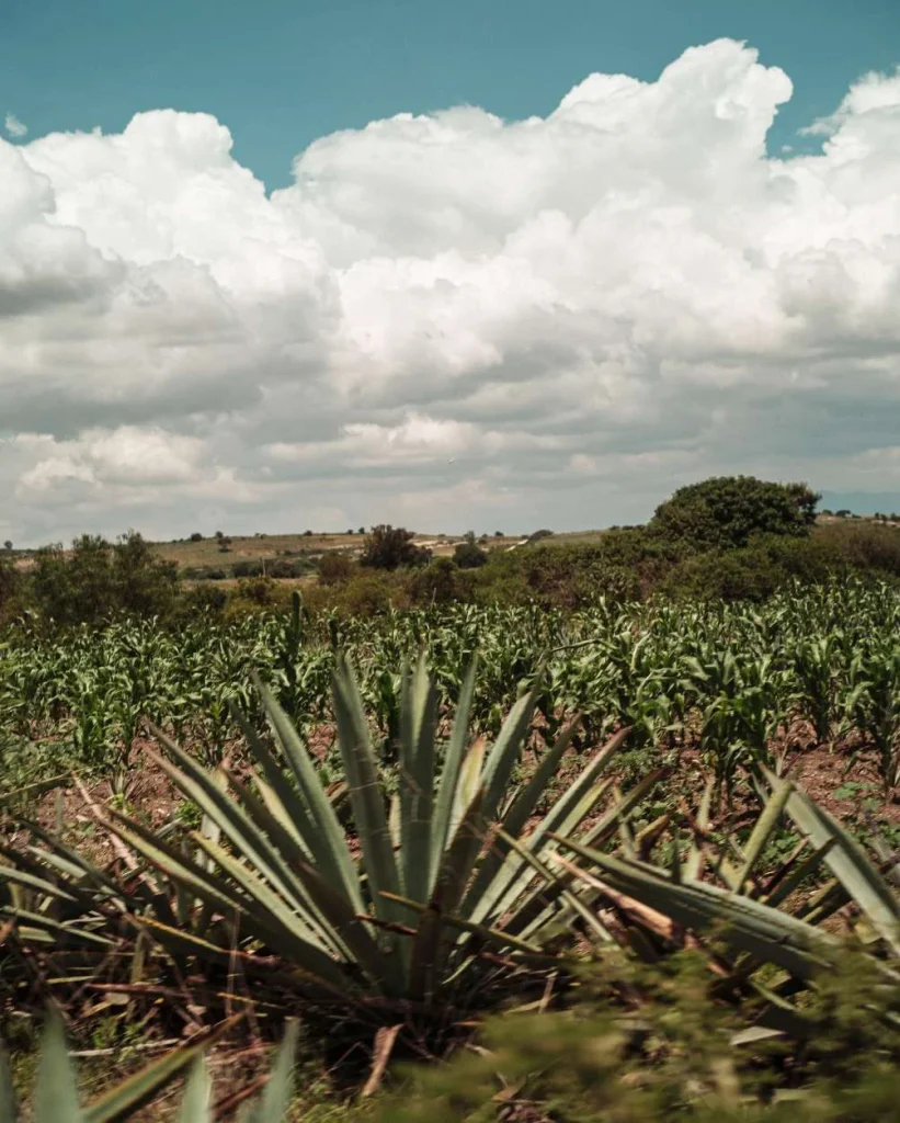 ¿Cómo se elabora el Mezcal?