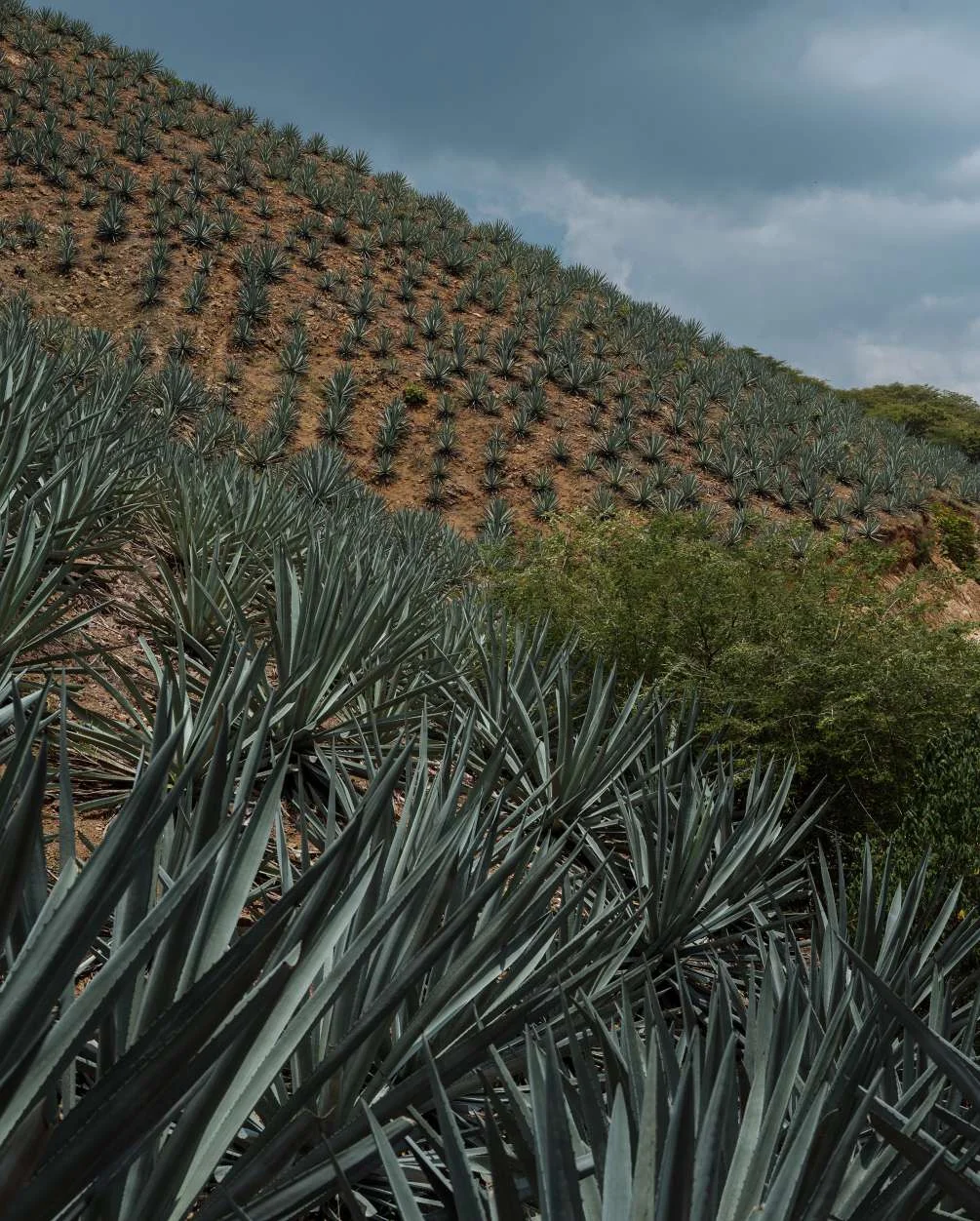 San Luis Del Rio