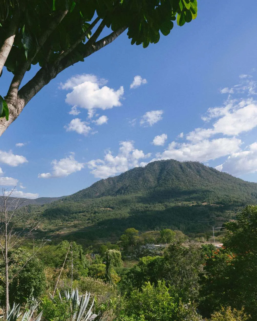 San Pedro Teozacoalco