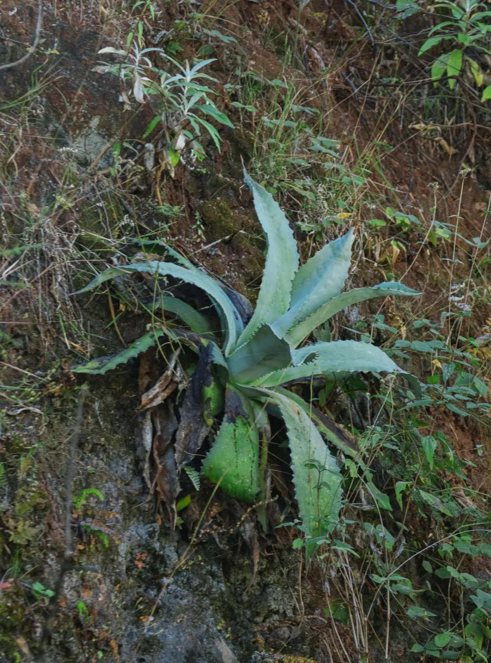 San Pedro Teozacoalco